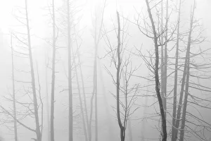 Canada, Manitoba, Whiteshell Provincial Park. Black and white of trees in fog. Credit as Canada, Manitoba, Whiteshell Provincial Park. Black and white of trees in fog. Credit as