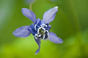 Images Dated 15th June 2008: Canada, Manitoba, Winnipeg. Blue columbine flower