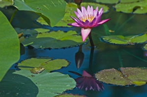 Canada, Manitoba, Winnipeg. Frog on lily pad with blossom Canada, Manitoba, Winnipeg. Frog on lily pad with blossom