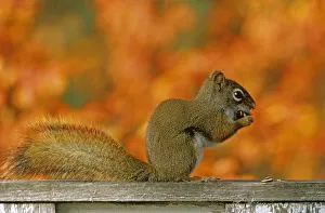 Canada, Manitoba, Winnipeg. Red squirrel close-up Canada, Manitoba, Winnipeg. Red squirrel close-up