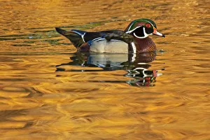 Canada, Manitoba, Winnipeg. Wood duck male in water Canada, Manitoba, Winnipeg. Wood duck male in water