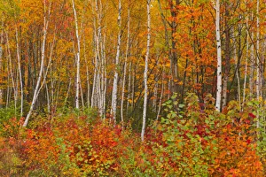 Canada, New Brunswick, Gagetown. Acadian forest in autumn foliage Canada, New Brunswick, Gagetown. Acadian forest in autumn foliage