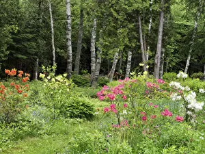 Images Dated 9th June 2013: Canada, New Brunswick, Kingston, Shampers Bluff. Scenic of forest and garden. Credit as