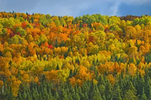 Canada, New Brunswick, Saint-Joseph. Forest in autumn foliage Canada, New Brunswick, Saint-Joseph. Forest in autumn foliage