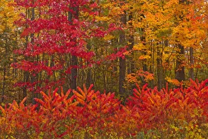 Canada, New Brunswick, Woodstock. Forest in autumn foliage Canada, New Brunswick, Woodstock. Forest in autumn foliage
