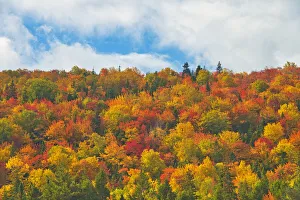 Canada, Nova Scotia, Indian Brook. Forest in autumn foliage Canada, Nova Scotia, Indian Brook. Forest in autumn foliage