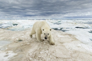 Canada, Nunavut Territory, Repulse Bay, Polar Bear (Ursus arctos) walking across Canada, Nunavut Territory, Repulse Bay, Polar Bear (Ursus arctos) walking across