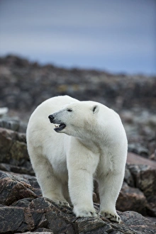 Canada, Nunavut Territory, Repulse Bay, Polar Bear (Ursus maritimus) standing along Canada, Nunavut Territory, Repulse Bay, Polar Bear (Ursus maritimus) standing along