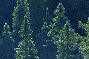 Canada, Ontario. Algonquin Provincial Park. Black spruce trees backlit. Credit as Canada, Ontario. Algonquin Provincial Park. Black spruce trees backlit. Credit as