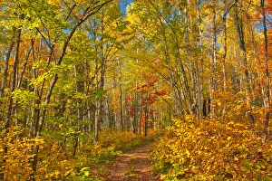 Canada, Ontario, Aubrey Falls Provincial Park, Forest trail in autumn Canada, Ontario, Aubrey Falls Provincial Park, Forest trail in autumn