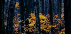 Canada, Ontario. Autumn abstract of forest. Credit as: Bill Young / Jaynes Gallery / DanitaDelimont Canada, Ontario. Autumn abstract of forest. Credit as: Bill Young / Jaynes Gallery / DanitaDelimont
