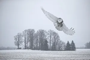Canada, Ontario, Barrie. Female snowy owl in flight Canada, Ontario, Barrie. Female snowy owl in flight