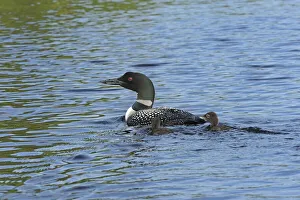 Canada, Ontario. Common loon with chicks on Cassels Lake Canada, Ontario. Common loon with chicks on Cassels Lake