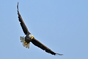 Canada, Ontario, Ear Falls. Bald Eagle in flight Canada, Ontario, Ear Falls. Bald Eagle in flight