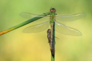 Images Dated 9th May 2009: Canada, Ontario. Green darner dragonflies on stem