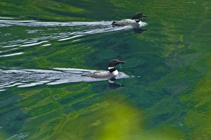 Canada, Ontario, Killarney Provincial Park. Common loons swim on Killarney Lake. Credit as Canada, Ontario, Killarney Provincial Park. Common loons swim on Killarney Lake. Credit as