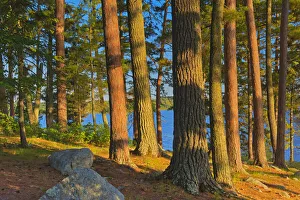 Canada, Ontario. Mature white pines and red pines at sunset Canada, Ontario. Mature white pines and red pines at sunset