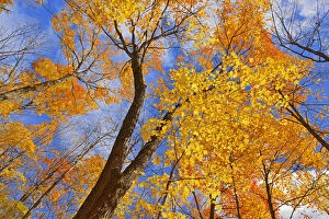 Images Dated 8th October 2014: Canada, Ontario, Parry Sound. Sugar maple trees in autumn