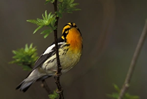 Canada, Ontario, Pt. Pelee National Park. Male blackburnian warbler in breeding plumage Canada, Ontario, Pt. Pelee National Park. Male blackburnian warbler in breeding plumage