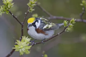 Images Dated 12th May 2004: Canada, Ontario, Pt. Pelee National Park. Close-up of male chestnut-sided warbler on tree limb