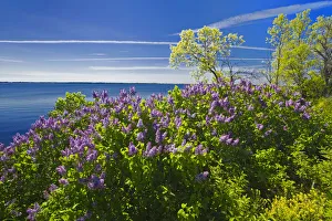 Canada, Ontario, Thousand Islands. Lilacs along St Canada, Ontario, Thousand Islands. Lilacs along St