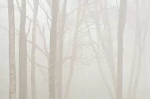 Canada, Ontario. Trees in fog next to Lake Superior