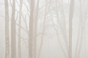 Canada, Ontario. Trees in fog next to Lake Superior Canada, Ontario. Trees in fog next to Lake Superior