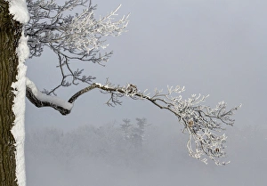 Canada, Ottawa, Ottawa River. Frosty branches in fog Canada, Ottawa, Ottawa River. Frosty branches in fog