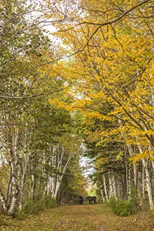 Canada, Prince Edward Island, Orwell in autumn. Farm path with birch trees and horses Canada, Prince Edward Island, Orwell in autumn. Farm path with birch trees and horses