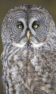Canada, Quebec, Beauport. Great gray owl close-up Canada, Quebec, Beauport. Great gray owl close-up