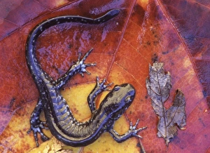 Canada, Quebec. Blue-spotted salamander on fall-colored maple leaf Canada, Quebec. Blue-spotted salamander on fall-colored maple leaf