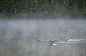 Canada, Quebec. Canada geese in fog. Credit as: Gilles Delisle / Jaynes Gallery / DanitaDelimont Canada, Quebec. Canada geese in fog. Credit as: Gilles Delisle / Jaynes Gallery / DanitaDelimont