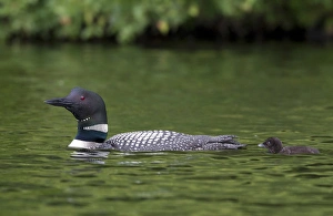 Canada, Quebec, Eastman. Common loon with chick Canada, Quebec, Eastman. Common loon with chick