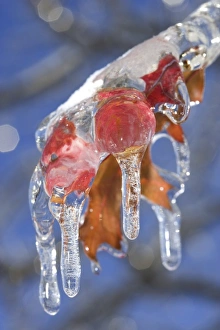 Canada, Quebec. Ice-coated oak leaves after storm Canada, Quebec. Ice-coated oak leaves after storm