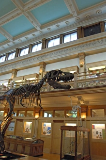Canada, Quebec, Montreal. McGill University, Redpath Natural History Museum, interior Canada, Quebec, Montreal. McGill University, Redpath Natural History Museum, interior
