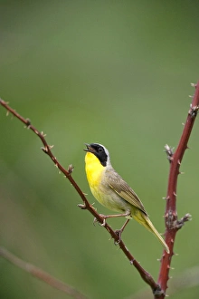 Canada, Quebec, Mount St-Bruno Conservation Park. Common yellowthroat singing. Credit as Canada, Quebec, Mount St-Bruno Conservation Park. Common yellowthroat singing. Credit as