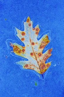 Canada, Quebec, Mount St-Bruno Conservation Park. Red oak leaf caught in ice. Credit as Canada, Quebec, Mount St-Bruno Conservation Park. Red oak leaf caught in ice. Credit as