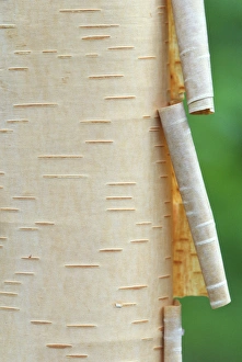 Canada, Quebec. Peeling bark on paper birch tree. Credit as: Gilles Delisle / Jaynes Canada, Quebec. Peeling bark on paper birch tree. Credit as: Gilles Delisle / Jaynes