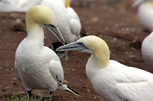 Canada, Quebec, Perce. Bonaventure National Park, worlds largest Northern Gannet colony Canada, Quebec, Perce. Bonaventure National Park, worlds largest Northern Gannet colony