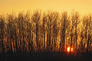 Images Dated 16th February 2010: Canada, Saskatchewan, Melfort. Aspen trees at sunset