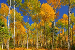 Canada, Saskatchewan, Prince Albert National Park. Trembling aspen forest in autumn colors Canada, Saskatchewan, Prince Albert National Park. Trembling aspen forest in autumn colors