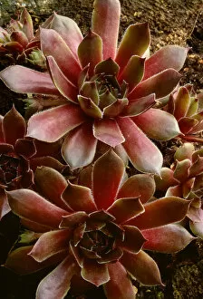 Images Dated 16th December 2014: Canada, Shampers Bluff. Succulent plant close-up