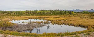 Canada, Yukon. Waterfowl in a marsh on the Alaska Highway Canada, Yukon. Waterfowl in a marsh on the Alaska Highway