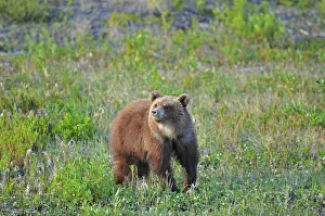 Canada, Yukon. Young grizzly bear in field. Credit as: Mike Grandmaison / Jaynes Gallery Canada, Yukon. Young grizzly bear in field. Credit as: Mike Grandmaison / Jaynes Gallery