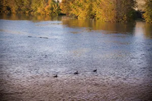 Canadian geese, White River State Park, Indianapolis, Indiana, USA Canadian geese, White River State Park, Indianapolis, Indiana, USA