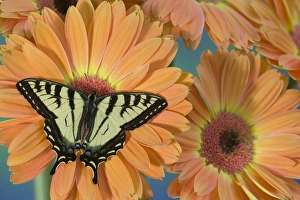 Canadian Tiger Swallowtail Butterfly, Papilio canadensis Canadian Tiger Swallowtail Butterfly, Papilio canadensis