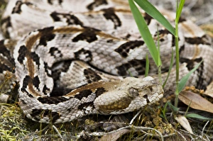 Canebrake or Timber Rattlesnake (Crotalus horridus) Juvenile CAPTIVE Canebrake or Timber Rattlesnake (Crotalus horridus) Juvenile CAPTIVE