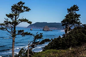 Weathered Gallery: Cannon Beach, Oregon. Weathered Pines, Haystack Mountains, and the Pacific Ocean Coast