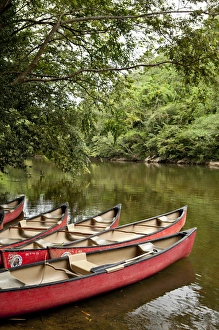 Canoeing the Macal River in jungle area of Central America, Belize Canoeing the Macal River in jungle area of Central America, Belize
