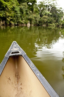 Canoeing the Macal River in jungle of Central America, Belize Canoeing the Macal River in jungle of Central America, Belize